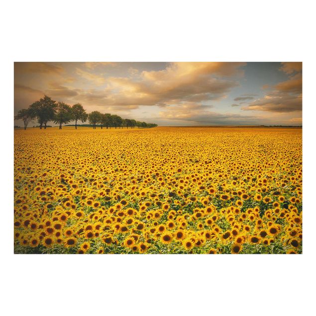 Tavlor blommor Field With Sunflowers