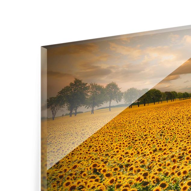 Tavlor gul Field With Sunflowers