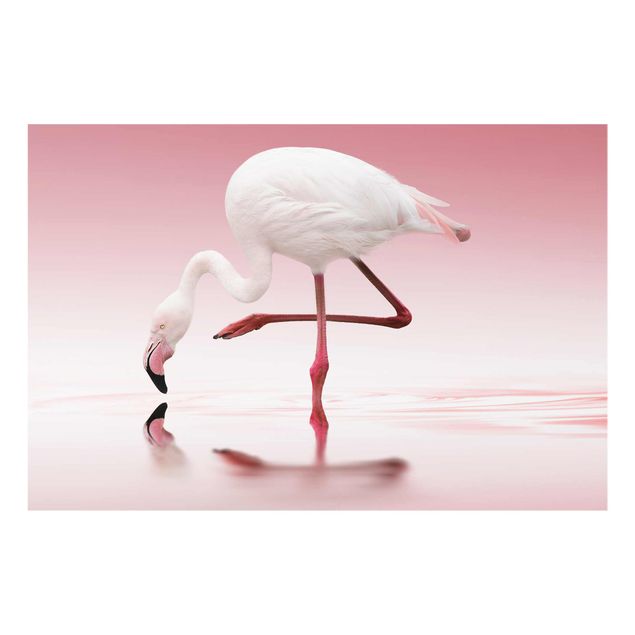Tavlor rosa Flamingo Dance