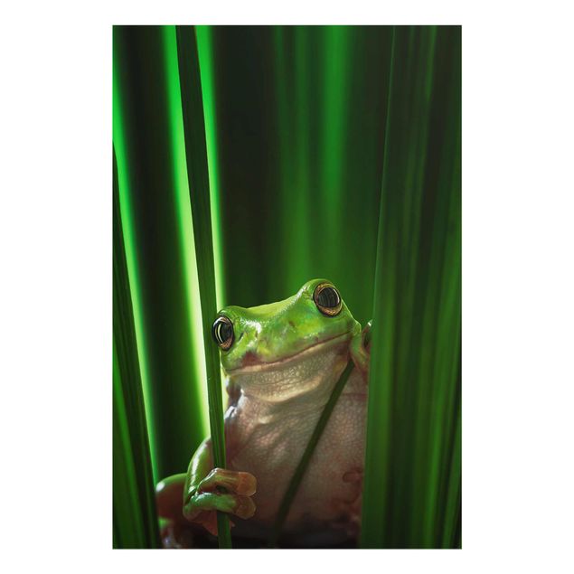 Tavlor Merry Frog