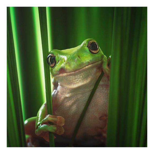Tavlor Merry Frog