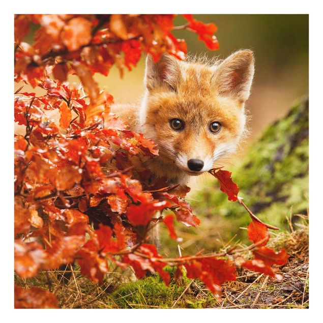 Glastavlor djur Fox In Autumn