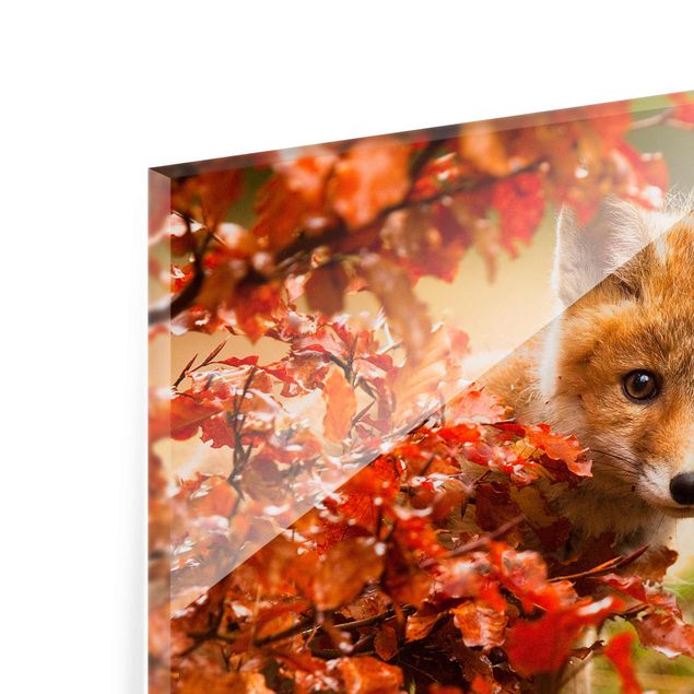 Tavlor orange Fox In Autumn