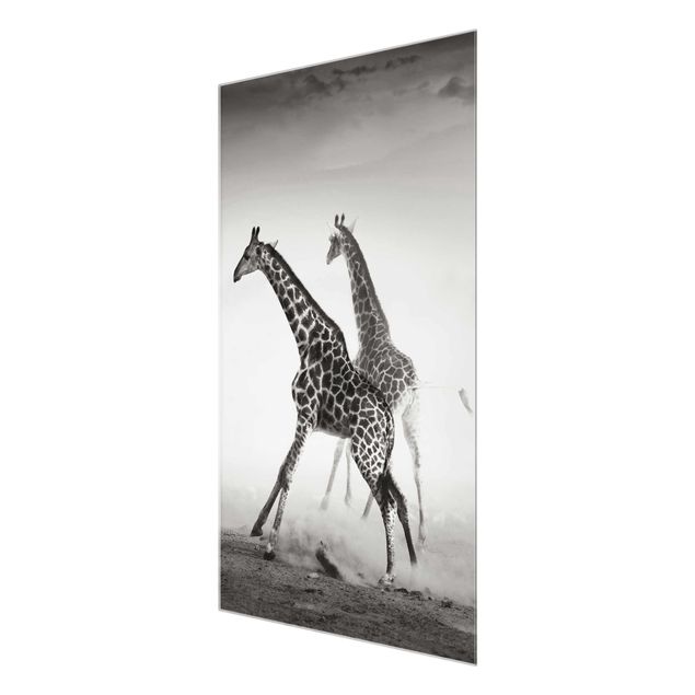 Tavlor svart och vitt Giraffe Hunt