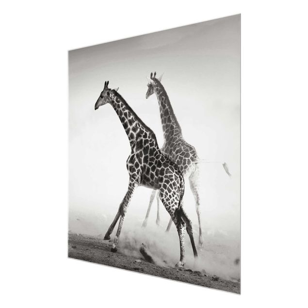 Tavlor svart och vitt Giraffe Hunt