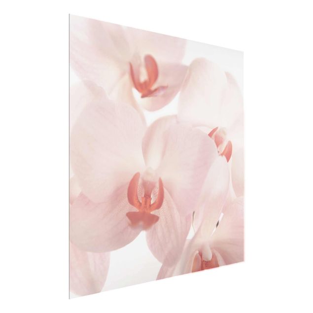 Glastavlor blommor  Bright Orchid Flower Wallpaper - Svelte Orchids