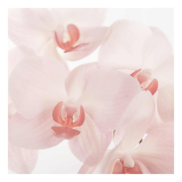 Tavlor blommor Bright Orchid Flower Wallpaper - Svelte Orchids