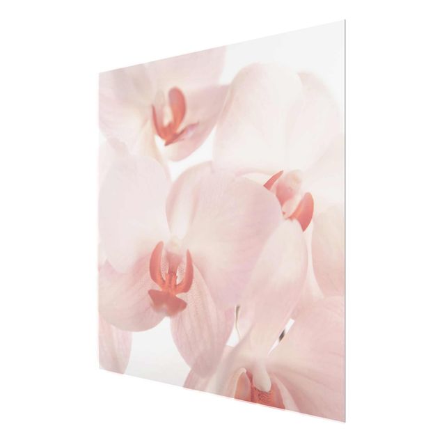 Tavlor blommor  Bright Orchid Flower Wallpaper - Svelte Orchids