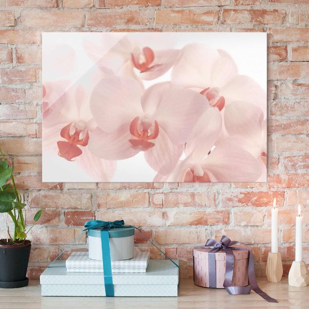 Glastavlor orkidéer Bright Orchid Flower Wallpaper - Svelte Orchids