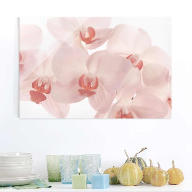 Tavlor orkidéer Bright Orchid Flower Wallpaper - Svelte Orchids