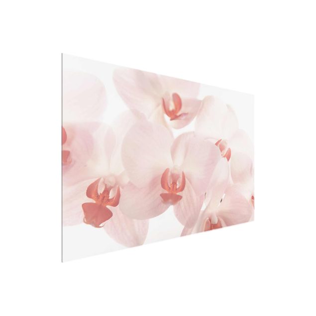 Glastavlor blommor  Bright Orchid Flower Wallpaper - Svelte Orchids