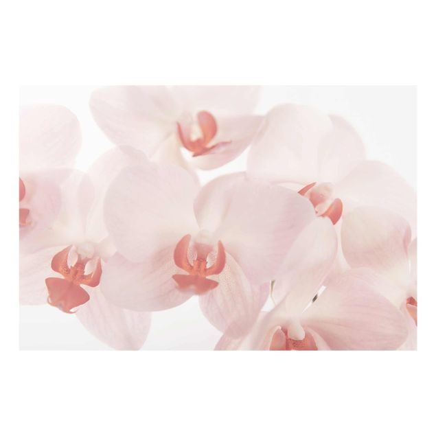 Tavlor blommor Bright Orchid Flower Wallpaper - Svelte Orchids