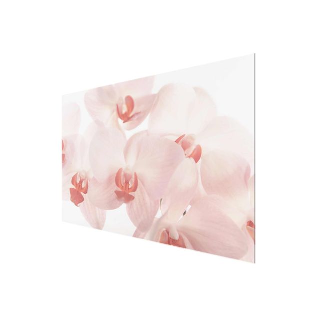 Tavlor blommor  Bright Orchid Flower Wallpaper - Svelte Orchids