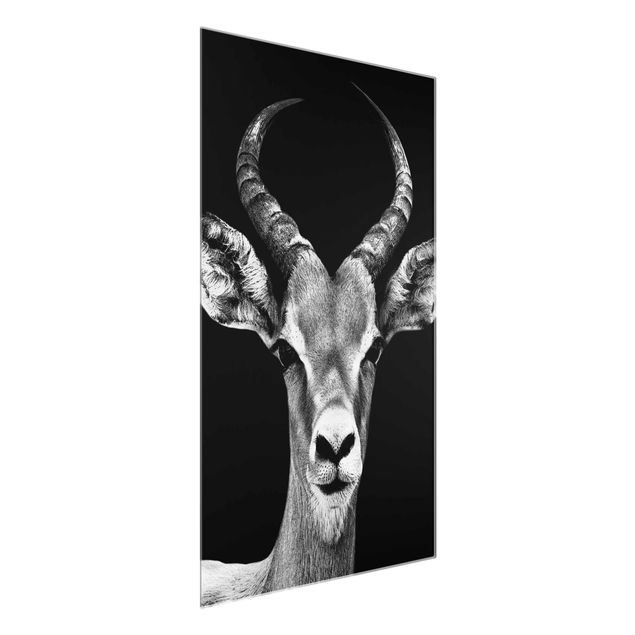 Tavlor Afrika Impala antelope black & white