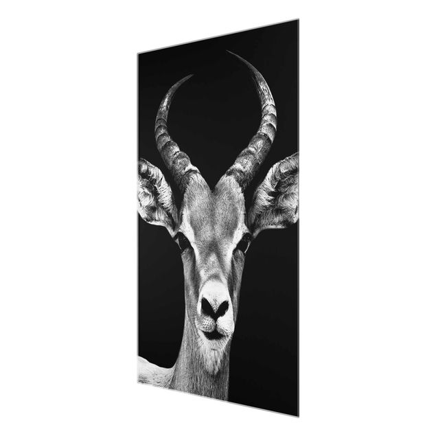 Tavlor Impala antelope black & white
