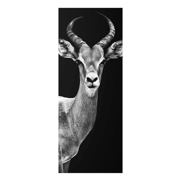 Tavlor svart och vitt Impala antelope black & white