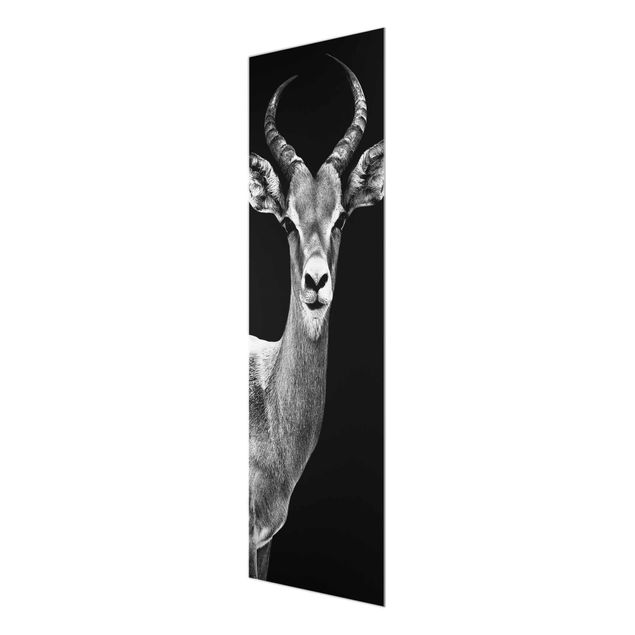 Tavlor Impala antelope black & white