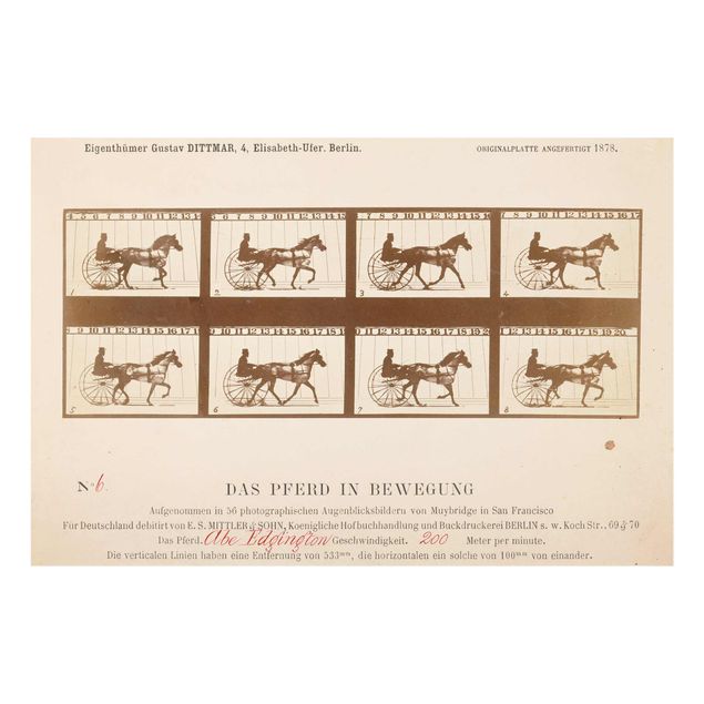 Glastavlor djur Eadweard Muybridge - The horse in Motion