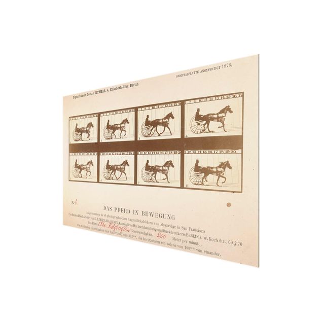 Tavlor konstutskrifter Eadweard Muybridge - The horse in Motion