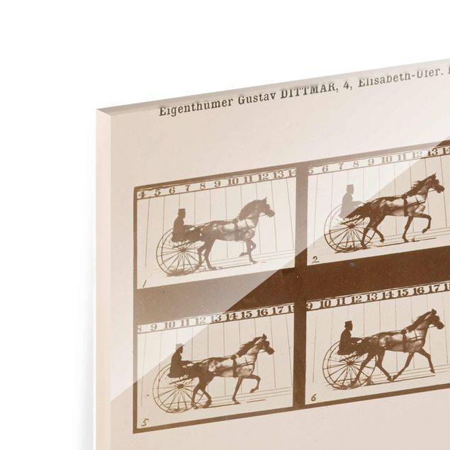 Tavlor modernt Eadweard Muybridge - The horse in Motion