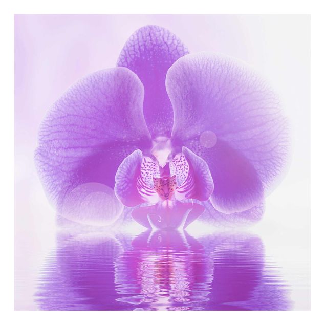 Tavlor blommor Purple Orchid On Water