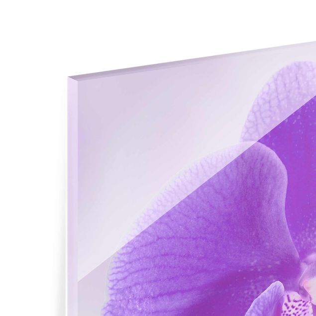 Tavlor Purple Orchid On Water