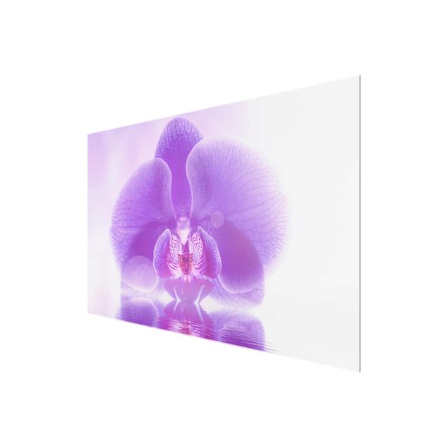 Tavlor blommor  Purple Orchid On Water