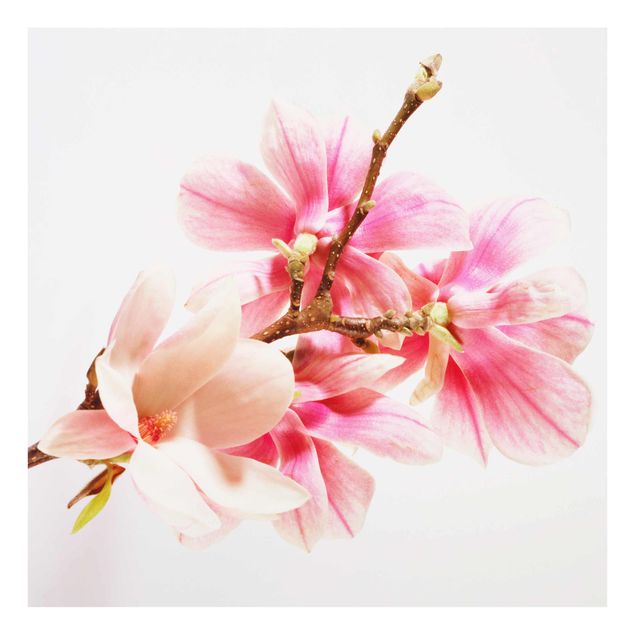 Tavlor rosa Magnolia Blossoms