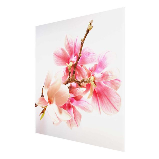 Tavlor Magnolia Blossoms