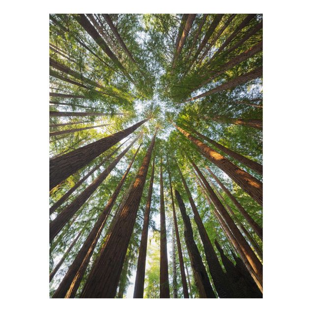 Glastavlor landskap Sequoia Tree Tops