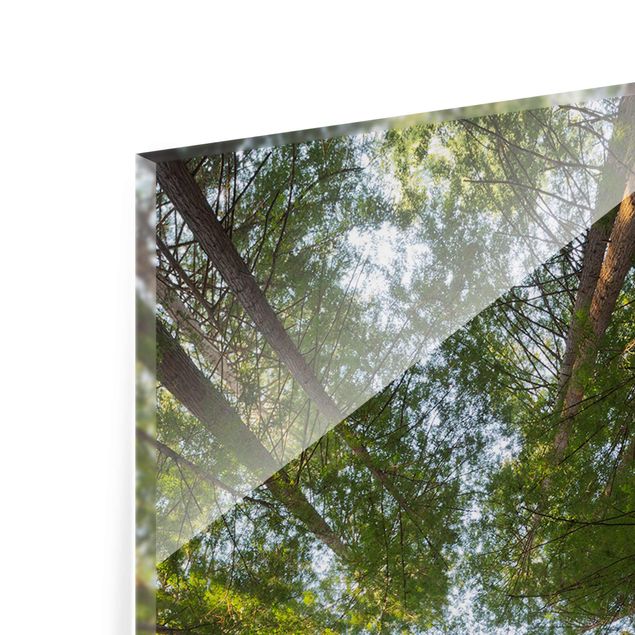 Tavlor Rainer Mirau Sequoia Tree Tops