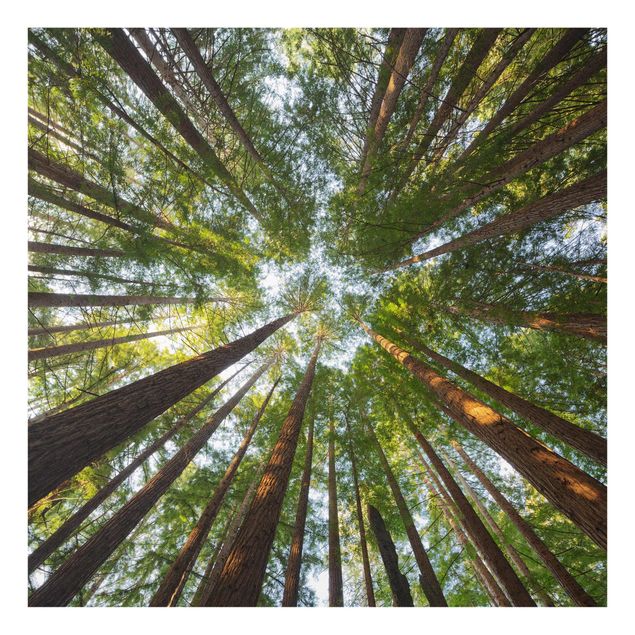 Glastavlor landskap Sequoia Tree Tops
