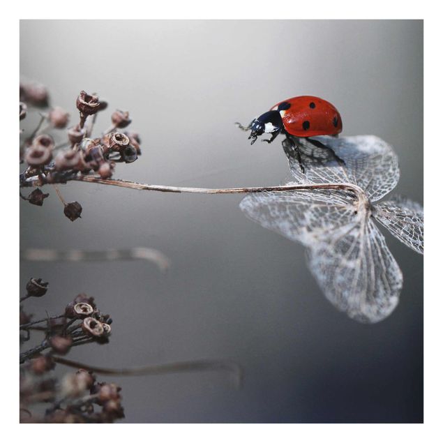 Tavlor röd Ladybird On Hydrangea