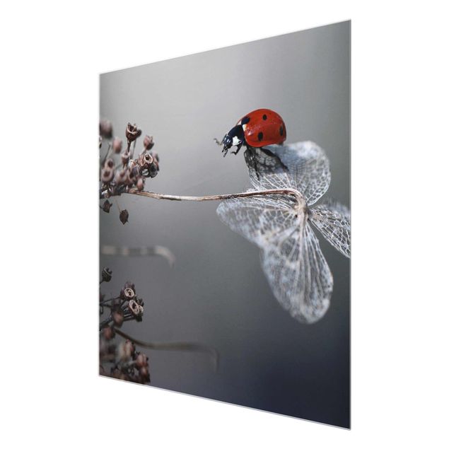 Tavlor Ladybird On Hydrangea