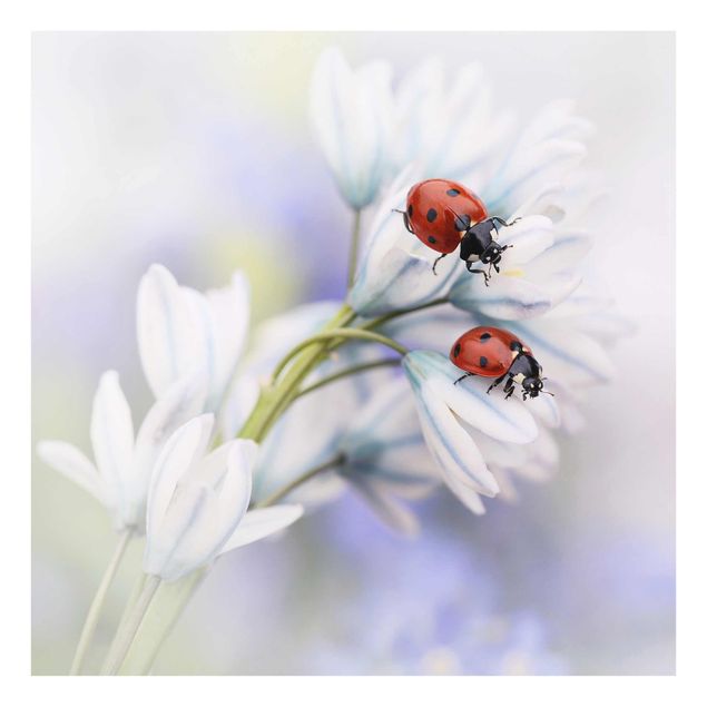 Tavlor lila Ladybird Couple