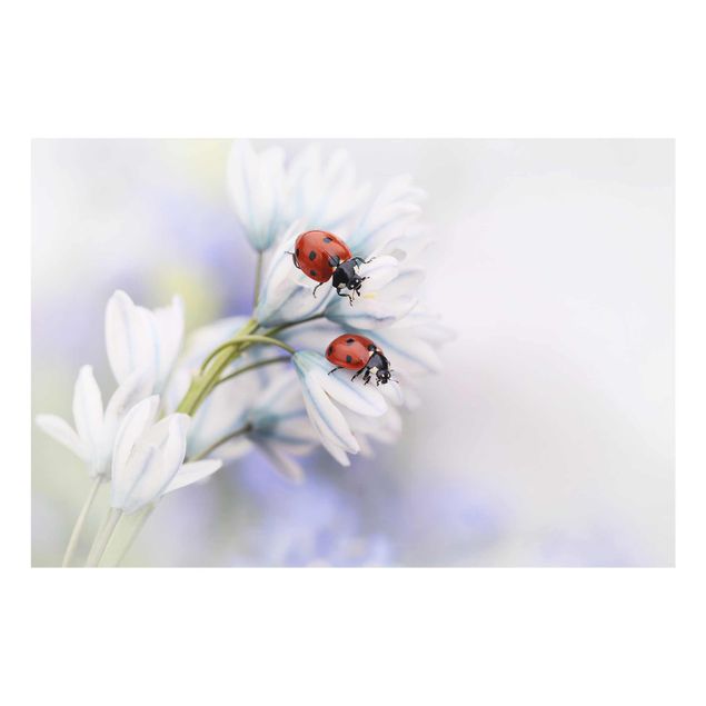 Tavlor lila Ladybird Couple