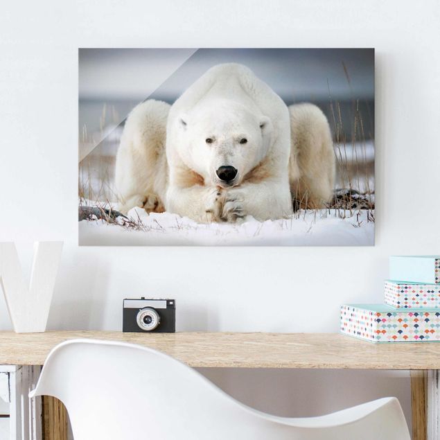 Tavlor björnar Contemplative Polar Bear