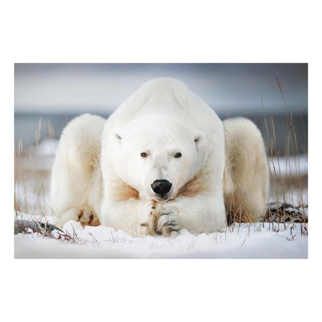 Tavlor djur Contemplative Polar Bear