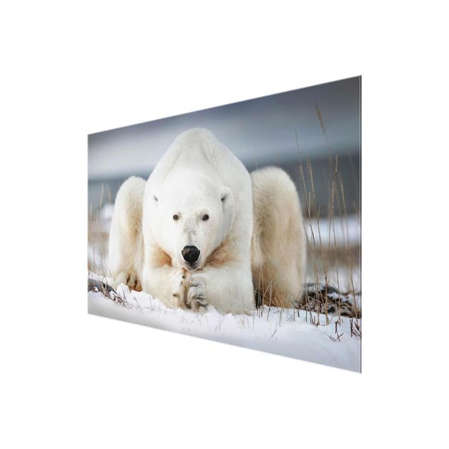 Tavlor Contemplative Polar Bear