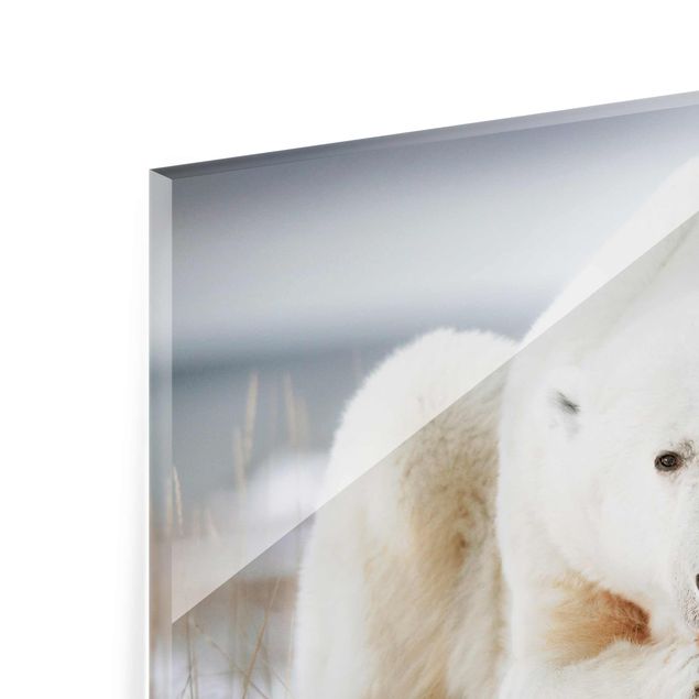 Glas Magnettavla Contemplative Polar Bear