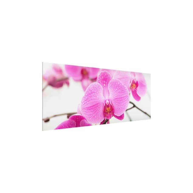 Glastavlor blommor  Close-Up Orchid