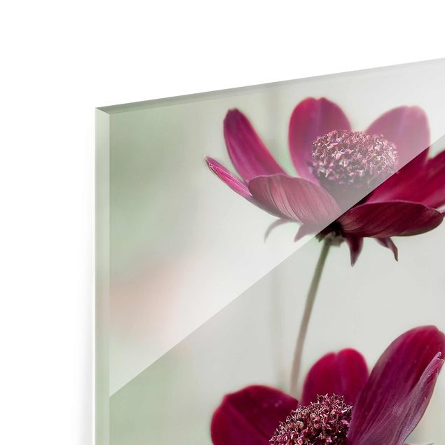 Glas Magnetboard Pink Cosmos Flower
