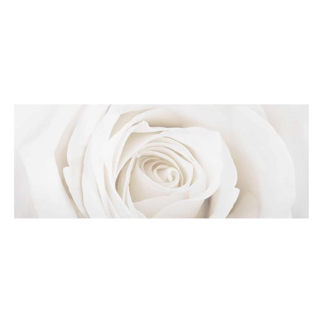 Tavlor blommor  Pretty White Rose