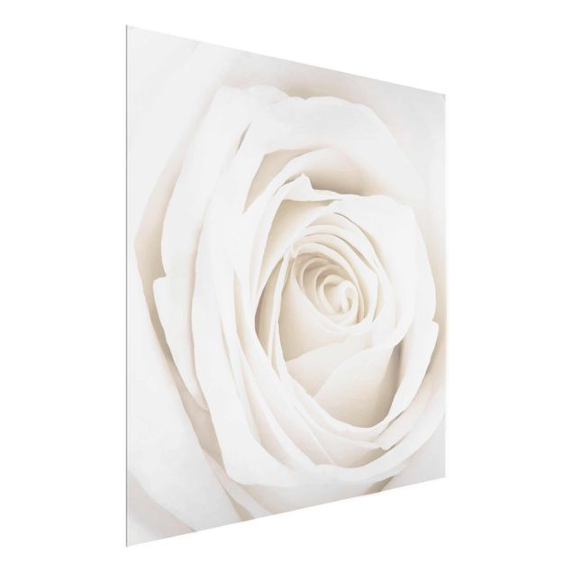 Tavlor blommor Pretty White Rose