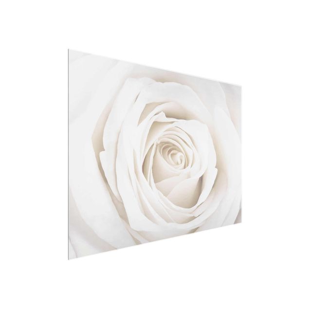 Tavlor blommor Pretty White Rose