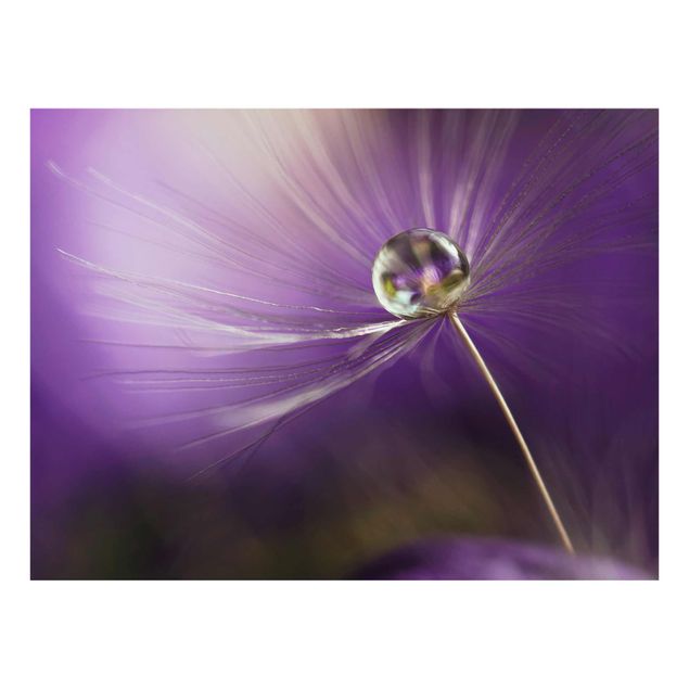 Tavlor blommor  Dandelion In Violet