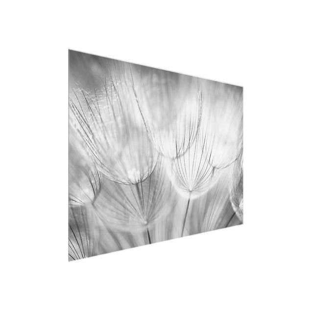 Glastavlor svart och vitt Dandelions macro shot in black and white