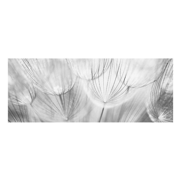 Tavlor blommor Dandelions macro shot in black and white