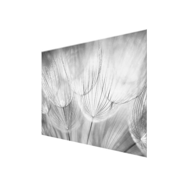 Tavlor svart och vitt Dandelions macro shot in black and white