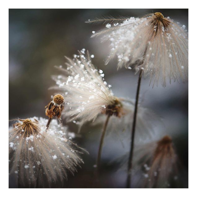 Tavlor blommor  Dandelions With Snowflakes